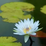 イツキ