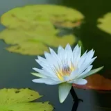 イツキ
