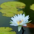 イツキ
